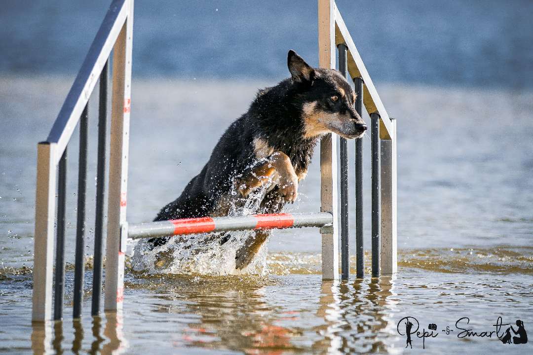 Kategorie_Hundetraining